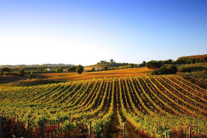 Dagtocht vanuit Florence: Deluxe Wine Tasting Tour in Montalcino - privétour