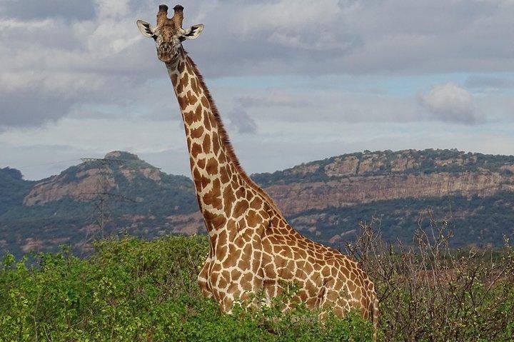 2泊ツァボウェストヌグリアサファリロッジとツァボイーストヴォイサファリロッジ