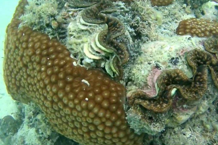 ミサリ島でシュノーケリング