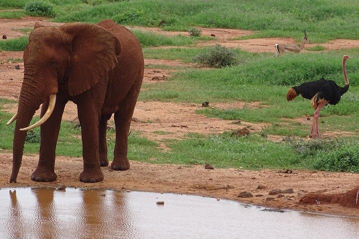 2泊ツァボウェストヌグリアサファリロッジとツァボイーストヴォイサファリロッジ