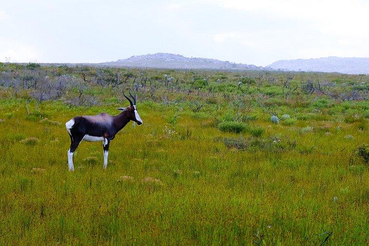 Cape Point Private Nature Tour & Hike