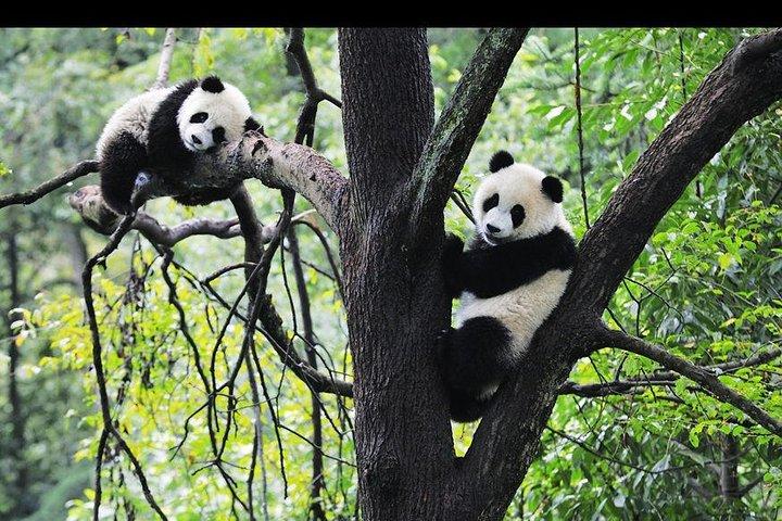 Chengdu Classic Day Tour of Panda Breeding and Research Center and Giant Buddha