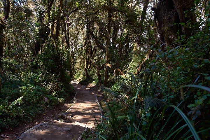 Kilimanjaro stigning, Marangu rute (6-dages)