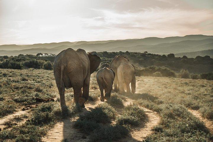 Safari de día completo con todo incluido en el Parque Nacional Addo Elephant