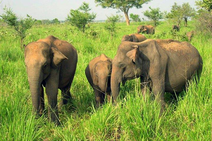 Udawalawe National Park Safari fra Beruwala Hotels