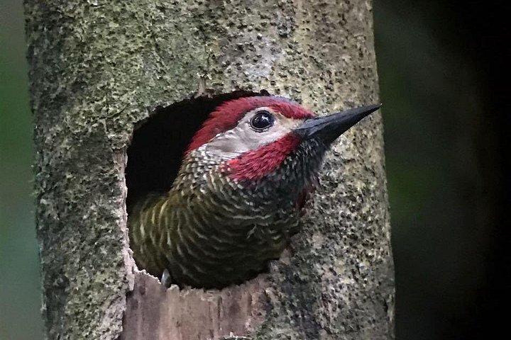 MONTEVERDE DAWN BIRDWATCHING + FREE Binoculars (6 people maximum)