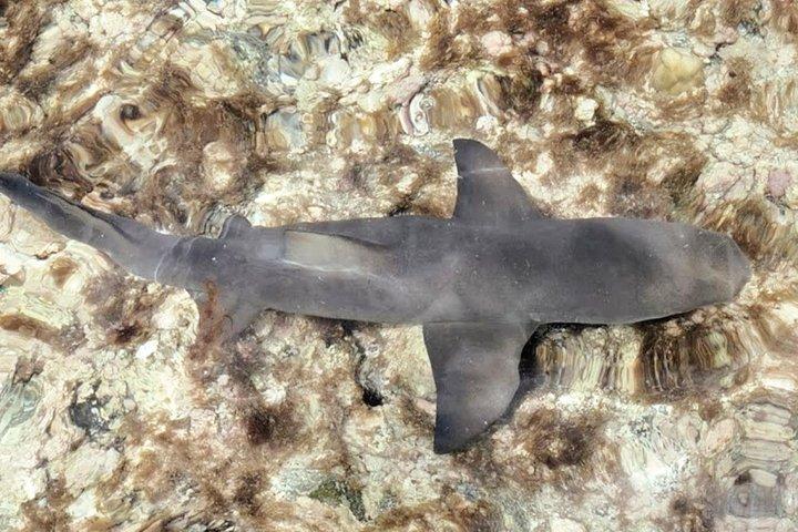 Isla de Sal: tour guiado de todo el día con almuerzo