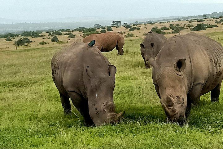 Wildlife safari & Conservation Projects