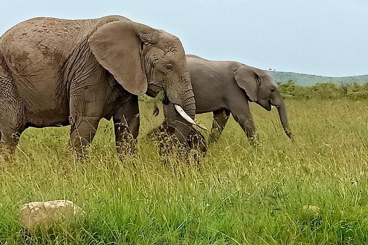 Safari naturalistici e progetti di conservazione