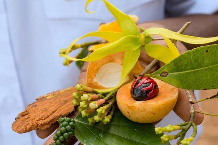 Un tour privado de medio día a Spice Farm