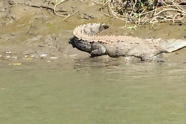 Tamarindo vilde dyr Estuary bådtur 1 time og 45 minutter