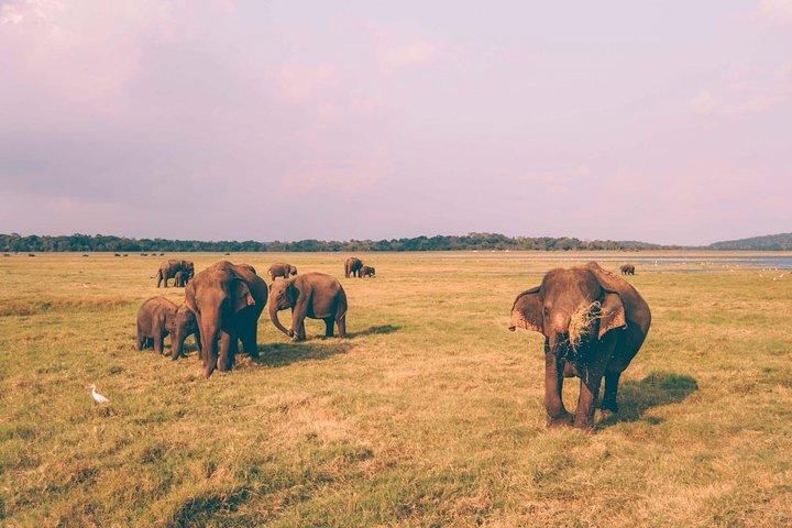 シギリヤからのカウドラ国立公園サファリ