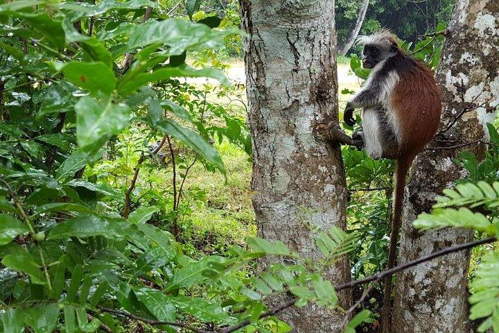 A Half Day Private Tour To Jozani Forest