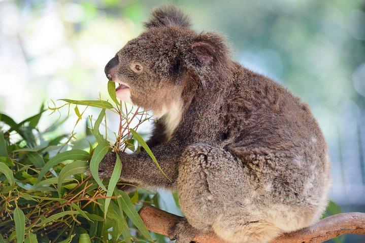 Blue Mountains | Tour privato di koala, canguri e Bondi Beach