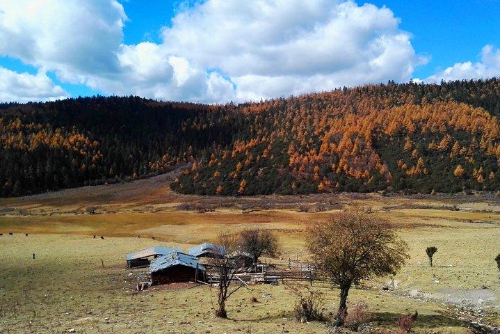 Excursão privada de Shangri-La de 1 dia: Parque Nacional Potatso e Templo de Baiji