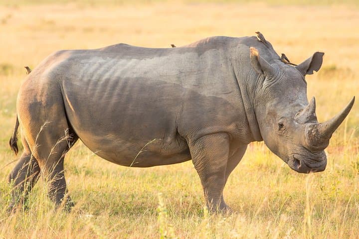 13 Day Safari - Cape Town to Johannesburg