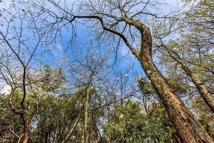 Klassisk Hangzhou to-dages tur med en dybdeudforskning til Xixi Wetland Park