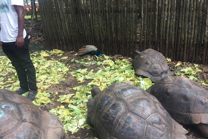 刑務所島とナクペンダ砂州ビーチの 1 日ツアー (ランチ付き)