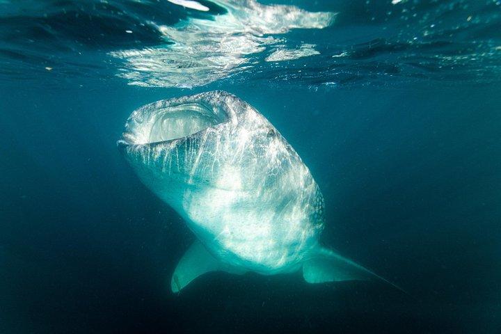 地元の海洋生物学者との少人数グループでのジンベエザメ シュノーケリング ツアー