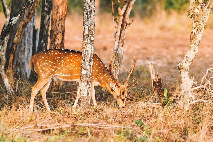 Wilpattu Halbtagessafari ab Sigiriya