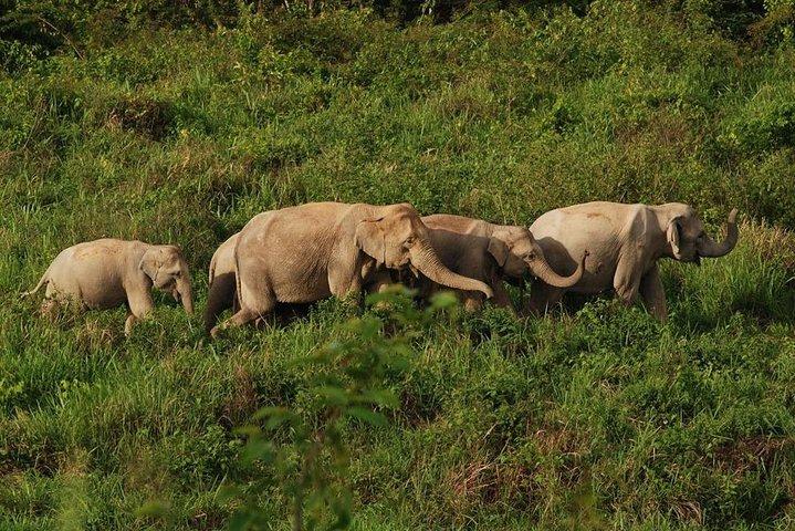 クイブリ国立公園での象と野生動物ウォッチング - 午後のプライベート ツアー