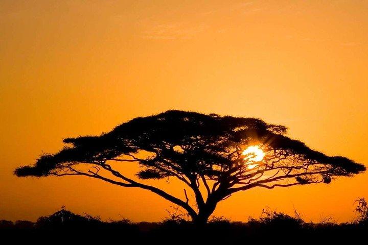 4 giorni Masai Mara e il lago Nakuru