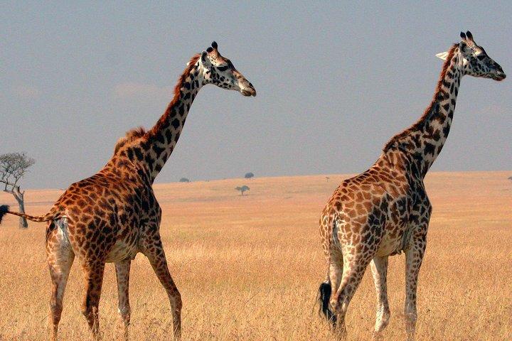 4 giorni Masai Mara e il lago Nakuru