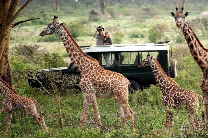 4 giorni Masai Mara e il lago Nakuru