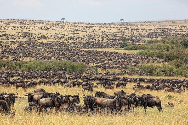 4 giorni Masai Mara e il lago Nakuru