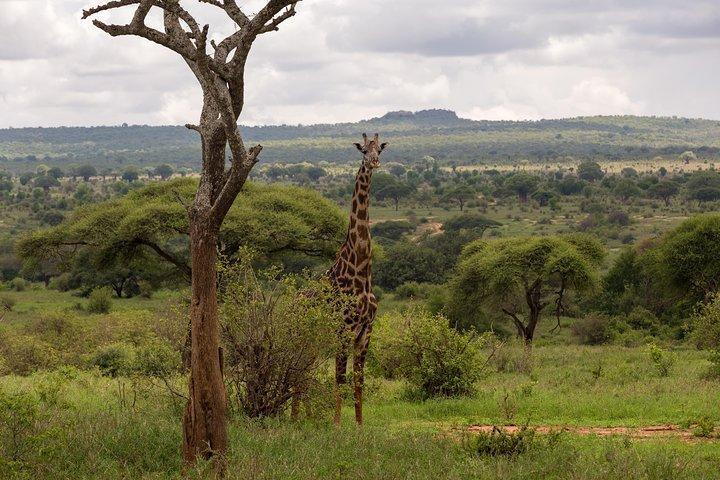 Safari de 3 días en Tanzania: Tarangire y cráter Ngorongoro