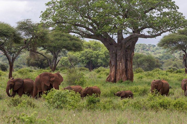 Safari de 3 días en Tanzania: Tarangire y cráter Ngorongoro
