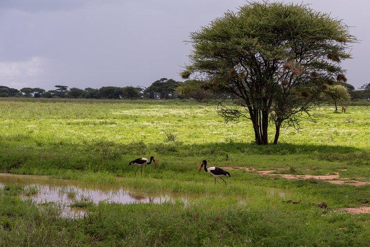 Safari de 3 días en Tanzania: Tarangire y cráter Ngorongoro