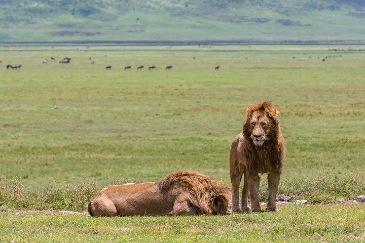 4-dagars Tanzania Safari