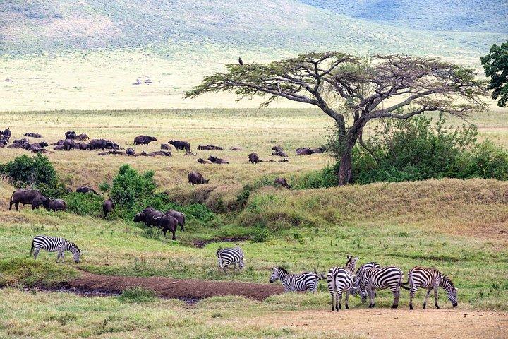 Safari de 4 dias na Tanzânia