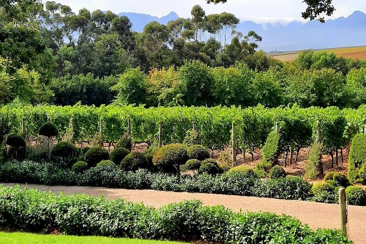 Full-Day Private Guided Wine Tasting Tour of Cape Wineries