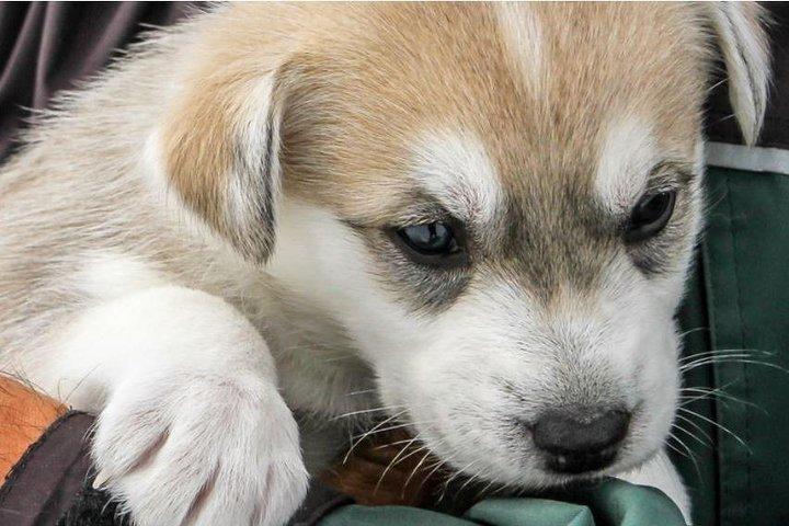 Hélicoptère à une expérience de traîneau à chiens