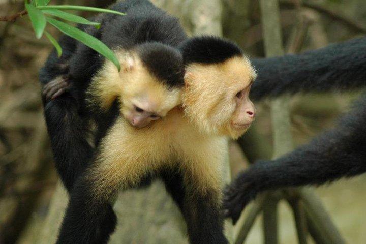 Costa Rica: vulkaan en strand, 4 nachten, 5 dagen
