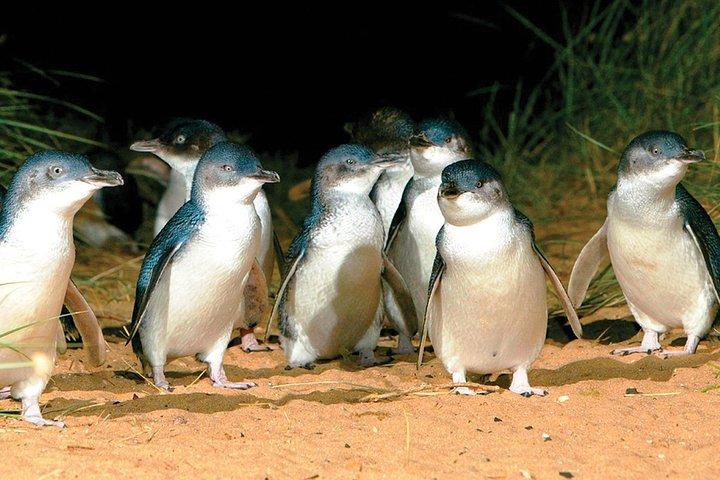 Visite des pingouins et de la faune de Phillip Island
