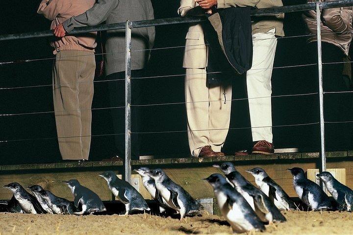 フィリップ島ペンギンと野生動物ツアー