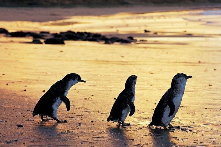 フィリップ島ペンギンと野生動物ツアー