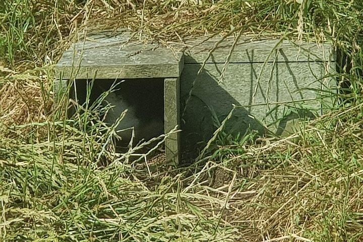 フィリップ島ペンギンと野生動物ツアー