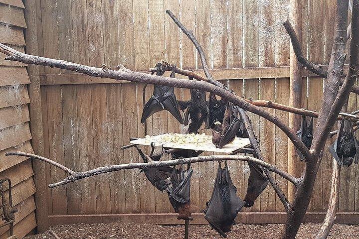 フィリップ島ペンギンと野生動物ツアー