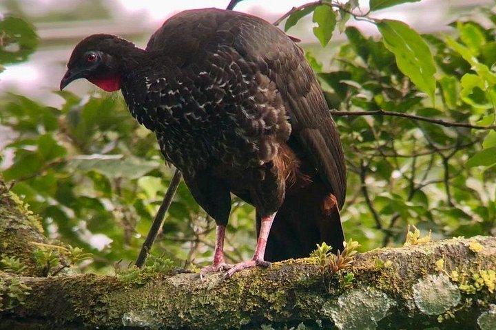 Monteverde Cloud Forest Tour with a Certified Tour Guide