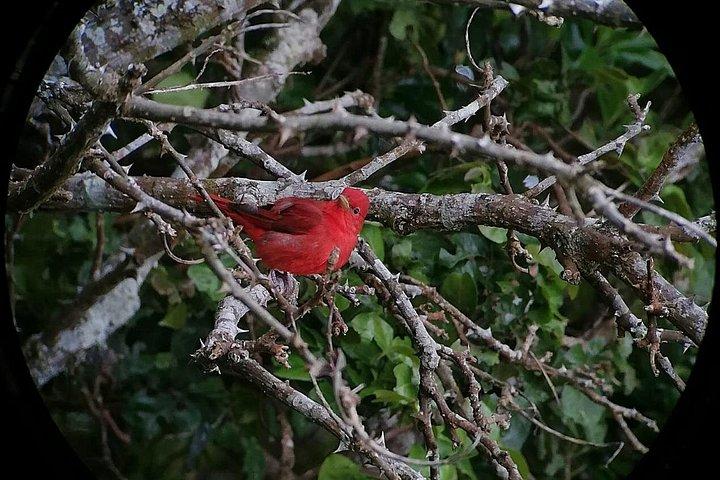 Monteverde Cloud Forest Tour with a Certified Tour Guide