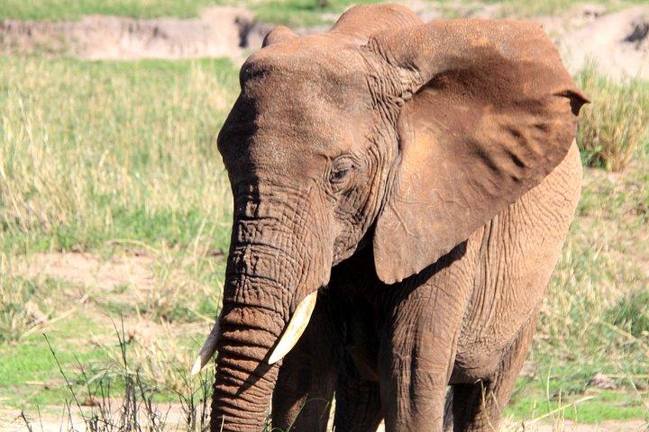 Arusha National Park Day Tour