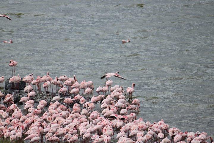 Arusha National Park Day Tour