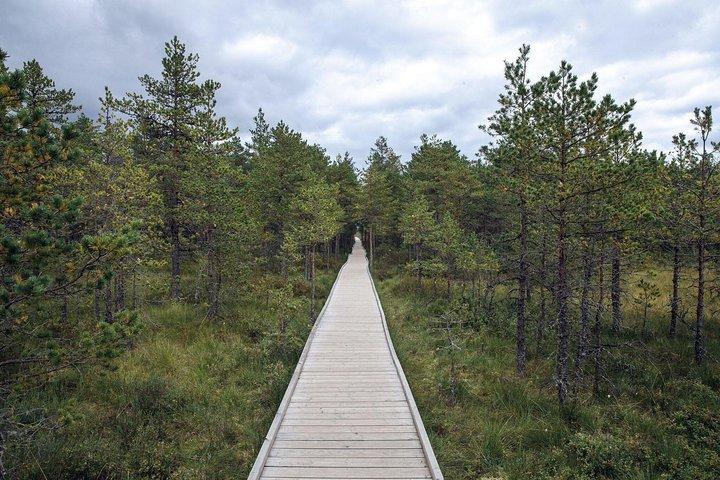 Dagtur til Magical Bog Shoe Walking tour
