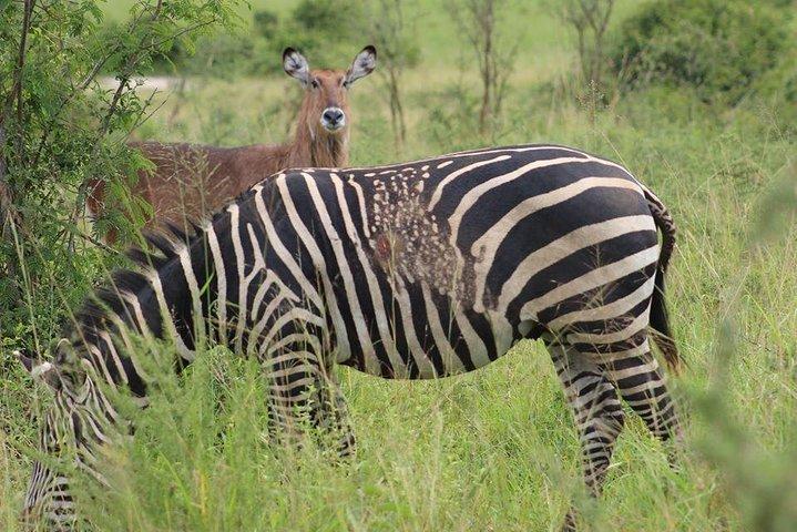 1-dags Akagera National Park