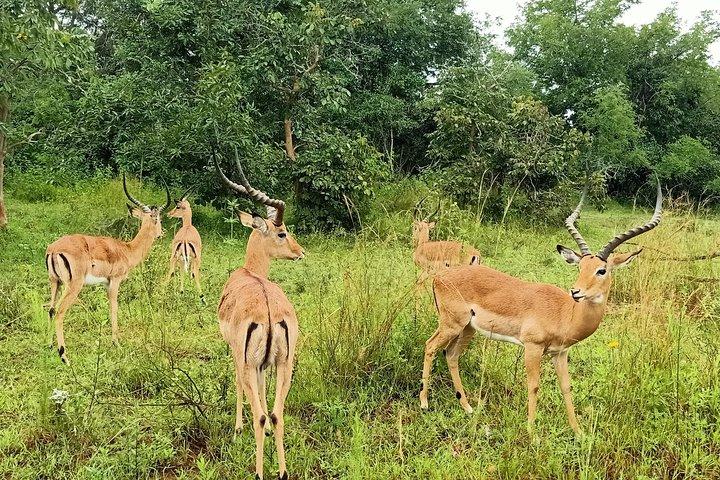 1-dags Akagera National Park