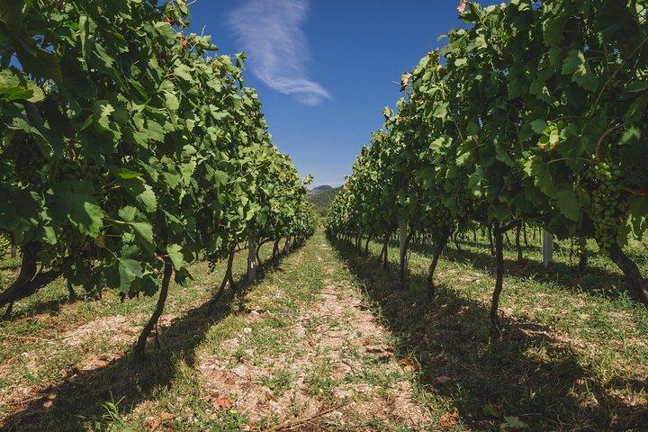 Tour de la ruta del vino de Montenegro